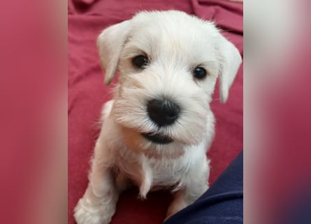 Welpen weiß Zwergschnauzer Hündin