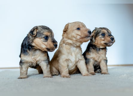Wunderschöne Lakies (Lakeland Terrier) zu haben in Brno