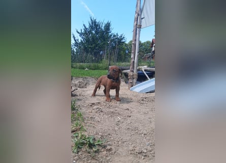 Szczeniaki  Rhodesian Ridgeback/ Pies/Suka Rhodesian Ridgeback/ welpen rhodesian