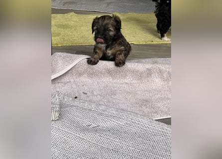 Tibet Terrier Rüde