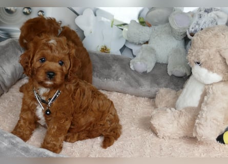 Wunderschöne Cavapoo Welpen F1 (Toypudel/Zwergpudel + Cavalier King Charles Spaniel) mit Ahnentafel