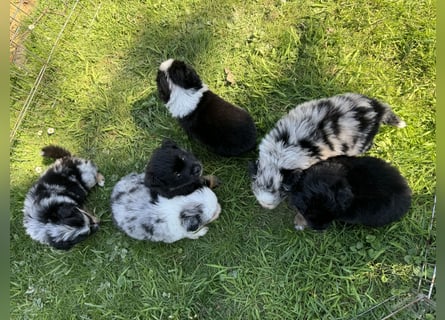 Einzigartige Mini Aussies