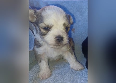 Maltipoo in zauberhaften Farben