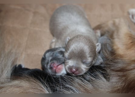 Chihuahua Welpe Lilac kurzhaar