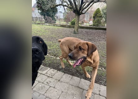 Wurf Cane Corso/Flat & Broholmer