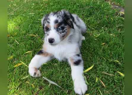 Mini Aussie Welpen Miniatur Australian Shepherd Welpen Welpe
