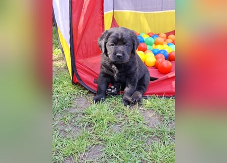Labrador Welpen mit Ahnentafel