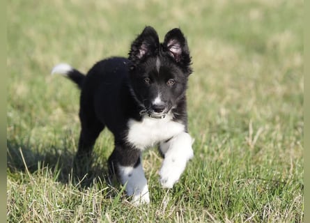 Border collie