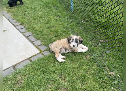 Tibet Terrier Hündin