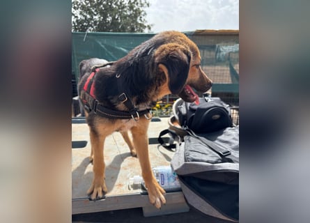 Gigi  ist in der Südpfalz zu besuchen