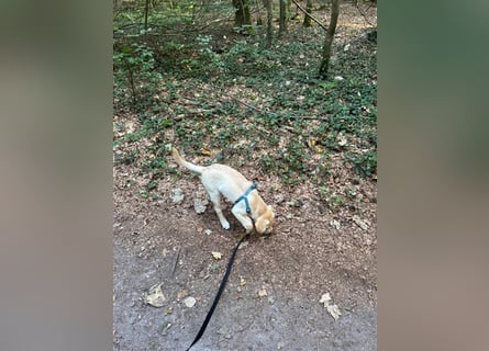 Labradorwelpe Rocky