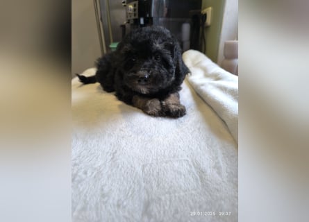 *Reinrassige*Toypudel*Toy-Pudel*sind bereit für neue Abenteuer*
