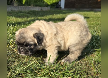 Mops Welpen  ( Altdeutsche )