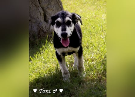 Teddy und seine Geschwister suchen ab September ein Zuhause