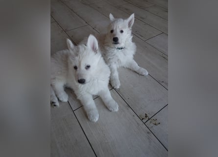 Welpen Weiße Schweizer Schäferhunde