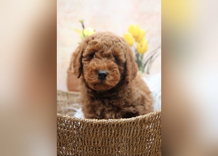 Pudel-Welpen aus familiärer Vereinszucht 38-46 cm, in red-fawn (mit Papiere), sind auszugsbereit!