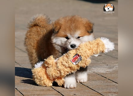 * Akita Inu - Japanische Akita langhaar Welpen, FCI registriert *