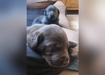 Reinrassige Labrador Welpen Arbeitslinie