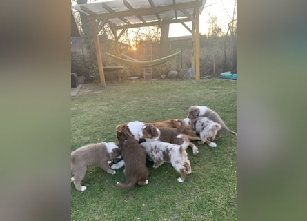 Reinrassige Australian Shepherd Welpen