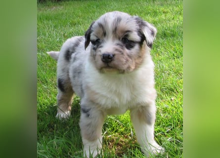 Mini Aussie Welpen Miniatur Australian Shepherd Welpen Welpe
