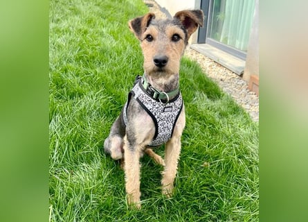 ❤️ superlieber PINO - 1 Jahr, 40cm/9kg - Foxterrier-Mischling