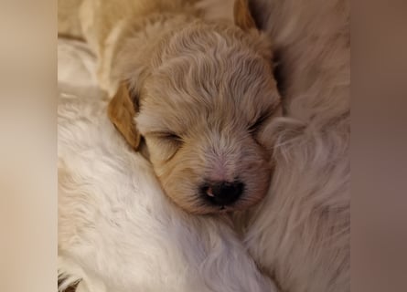 Havapoo Pudel Havaneser-ShihTzu