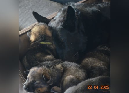 Dunkelgraue Schäferhunde aus Kör-u.Leistungzucht