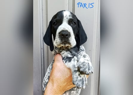 Braque d'Auvergne (Auvergne Vorstehhund) Welpe