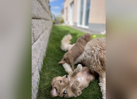 Goldendoodle F1b Welpen F1bb -apricot hell dunkel