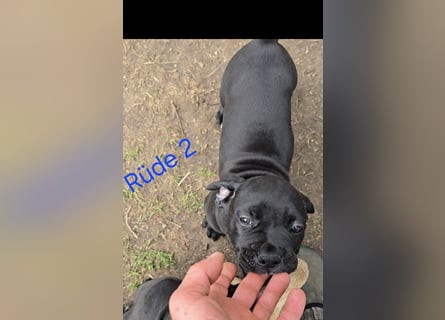 Presa Canario x Cane Corso 