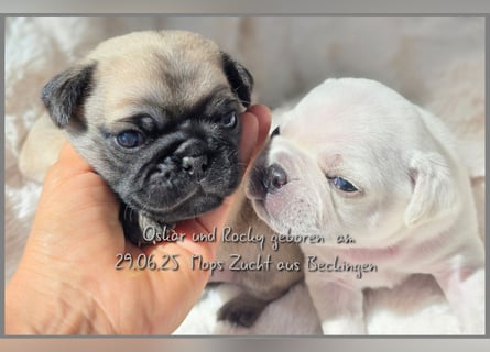 Mops Welpen