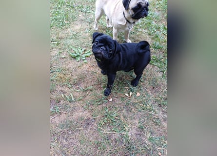 Mops welpen ab sofort Abgabe bereit.