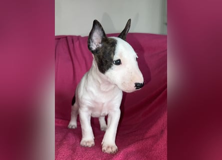 Miniatur Bullterrier Idefix