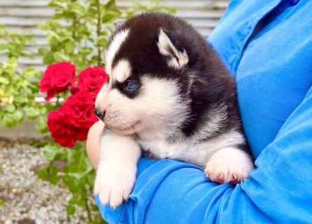 FCI Pedigree Blue Eyed Black & White Siberian Husky Champion Puppy