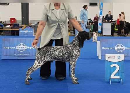 Braque d'Auvergne (Auvergne Vorstehhund) Welpe