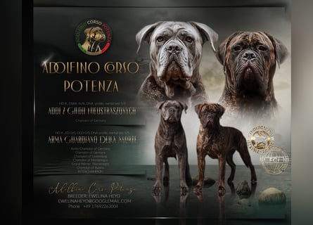 Wir erwarten Cane Corso Italiano Welpen