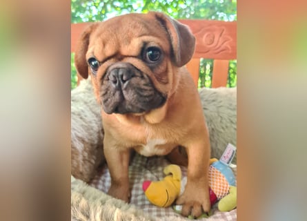 Vergnügte Frops Kinder  (Französische Bulldogge + Mops )