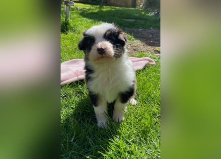 Knuddelige Australian Shepherd Welpen suchen Stellung für's Leben