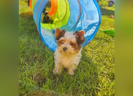 Biewer Yorkshire Terrier a la PomPon reinrassig / selten