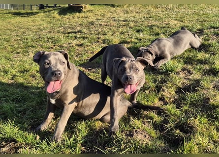 Süße Labradorweimaraner/ American Bully (Pocket)