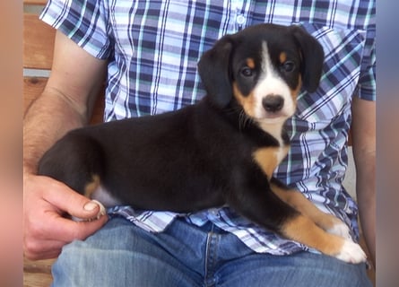 Entlebucher Sennenhund-Welpen "vom Zwergenstübchen" mit Ahnentafel