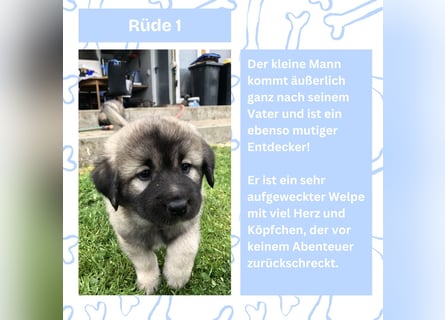 Süße Sarplaninac Welpen (Hirtenschutzhund/Schäferhund) suchen neues Zuhause. Noch 2 Welpen verfügbar