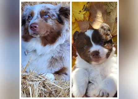 Mini Australian Shepherd Welpen