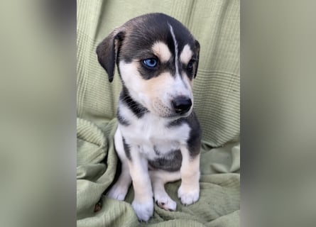 Zuckersüße Husky Mischlings Hündinnen