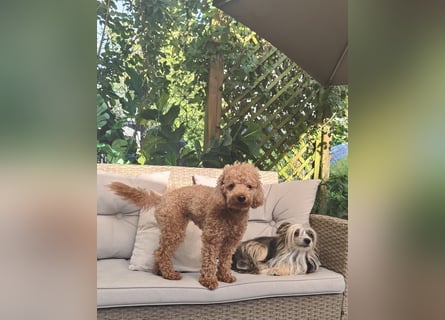 Maltipoo