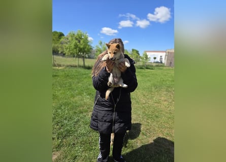 Shiba inu Welpen.   vom Haus Joe   ,Liebhaberzucht