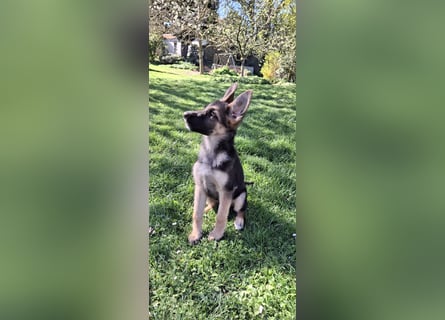 reinrassige Schäferhundwelpen (weiblich)
