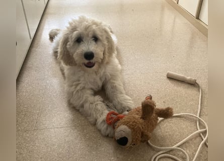 Abgabebereite Goldendoodle & Labradoodle Labrador+Golden+Retriever+Pudel Welpen
