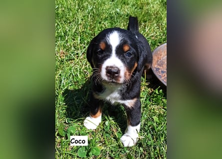 Appenzeller Sennenhund Welpen
