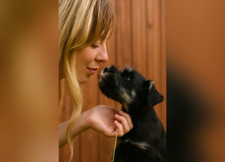 Molly - bezauberndes Zwergschnauzer- Mädchen sucht ab sofort ihr Für-Immer-Zuhause